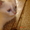 котята шотландские вислоухие и страйты  #720061