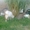 Коза дойная,  зааненская,  молодая,  с козлятами #1678999