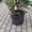 Продаётся Садовое растение Рододендрон Азалия от Bahor Gullari! #1680890
