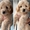 Two boys & two girls LEFT HOMEBRED MINIATUREGoldendoodles F1B +1 (559) 745-5646 #1741106