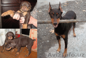 Щенки,  порода Доберман - собака охранная. возраст 1 мес. #5636