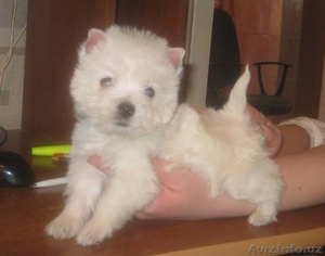 Вест хайленд уайт терьера очаровательные щенки #4591