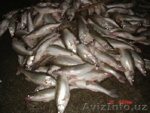 Судак Вобла Рыба #6948