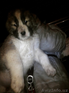 СРЕДНЕАЗИАТСКИЕ И КАВКАЗСКИЕ ЩЕНКИ #8538