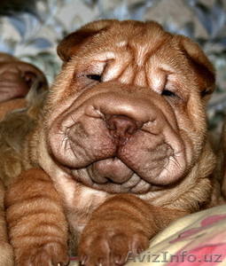 Шар-пей перспективные щенки #13136