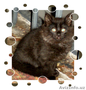 Пушистое чудо в добрые руки #36030