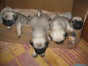  продаються щенки мопса #45572