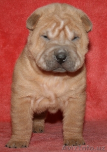 шар-пея щенки различных окрасов от титулованных производителей #40421