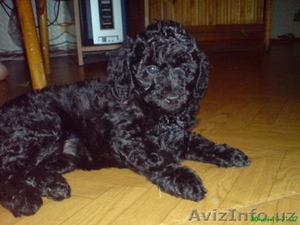 Продаются шенки пуделя #47616