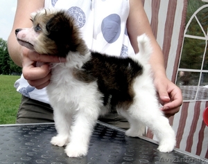 Китайской хохлатой щенки #50564