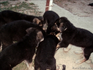 Щенки восточноевропейской овчарки #49112