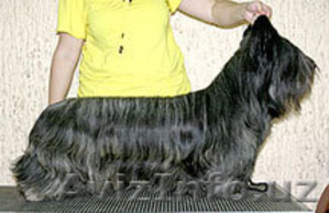 Скай терьера щенки #60664