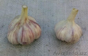 Продаю отечественный крупный чеснок #61831