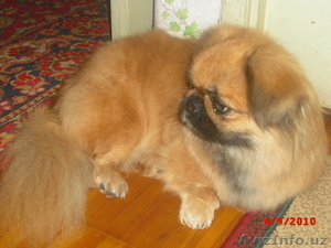 Красивая собачка #75832