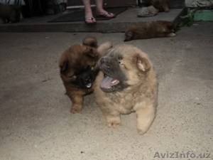 Щенки чау чау осталось 3 щенка  #82977