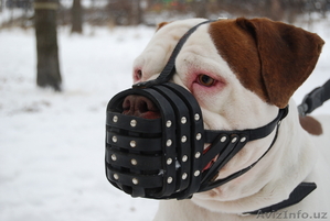 Американский бульдог,  случка #75686