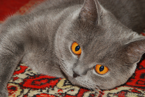 Британский голубой #72471