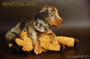 Щенки таксы корликовые и крольчьи г-ш и д-ш  #105343