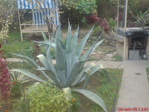 Агава: голубая и американская #104164