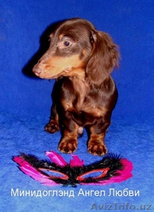 Щенок таксы кроличей длинношерстной кофейного окраса от пит  #134025