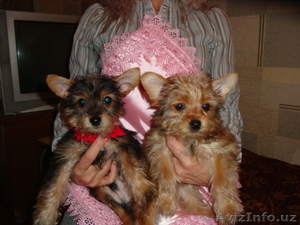 Йоркширские терьеры #128500