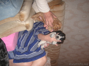 проаются щенки  русского спаниеля 2 месяца #131314