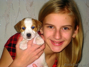 Джек рассел терьера щенки #129136