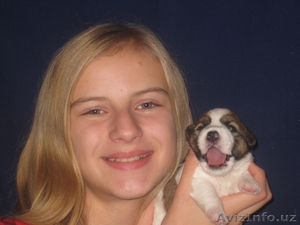 Высокопородные щенки Джек рассел терьера! #144486