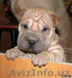 natella55522@mail.ru; +998977949594, Наталья #155789