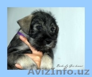 щенки Миттельшнауцера питомник \