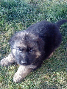 ЭЛИТНЫЕ ЩЕНКИ НЕМЕЦКОЙ ОВЧАРКИ #156137