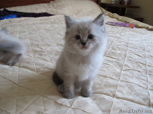 Котята невские маскарадные #174719