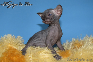 Канадские сфинксы. Котята. ДОСТАВКА #183220