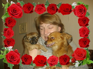 щенки русского той-терьера #182996