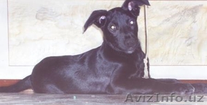 Отдаю щенка в хорошие руки #182818