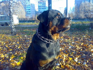 Щенок ротвейлера #194045