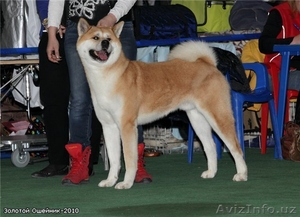 Щенки Акита-Ину #199095