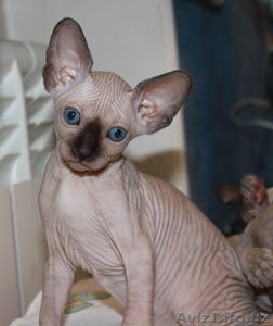 Канадский сфинкс #194088