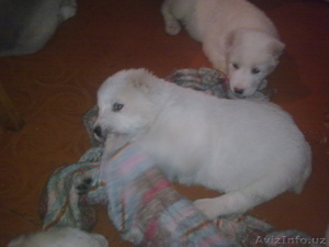 продаю щенков алабая  #216786