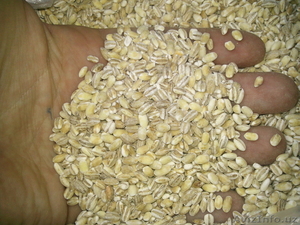 Крупа перловая  #232777