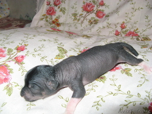 щенки китайской хохлатой собаки(голые) #224317