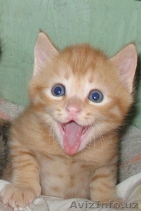 рыжий котёнок (мальчик) #220804