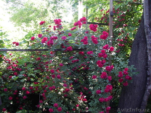 Участок-Дом Ташкент ПереулокСобира Рахимова и Уста Ширин (Район Чайхона Мискин). #224443