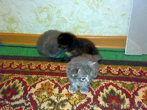 котята -симпотята #242383