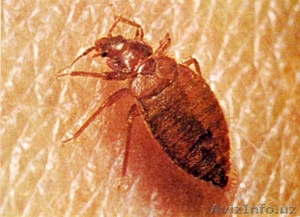 Дезинфекция и Обработка!! #255217