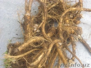 Ольга Беларусь Минск #265139