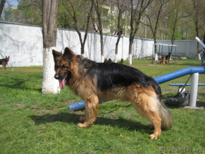 продаются элитные щенки немецкой овчарки от привозного кобеля-чемпиона Узбекиста #252229