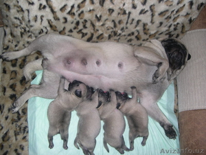 В хорошие руки мопсиков #282119