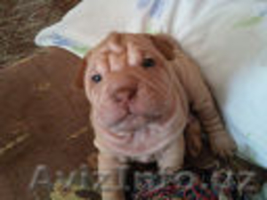 ОЧАРОВАТЕЛЬНЫЕ ЩЕНКИ ШАРПЕЙЧИКИ! #296959