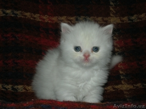 Прекрасные улучшенные классики #280158